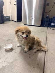Found/Stray Male Dog last seen Ives Ave, Livingston, CA 95334