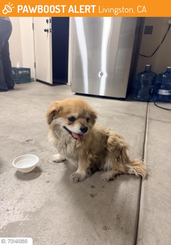 Found/Stray Male Dog last seen Ives Ave, Livingston, CA 95334