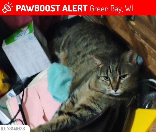 Lost Female Cat last seen 9th and taylor, Green Bay, WI 54304