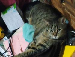 Lost Female Cat last seen 9th and taylor, Green Bay, WI 54304