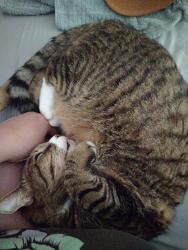 Reunited Female Cat last seen Midlothian, Richmond, VA 23224