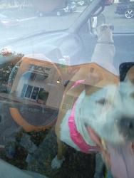 Found/Stray Female Dog last seen Lafayette St Santa Clara ca, San Jose, CA 95002