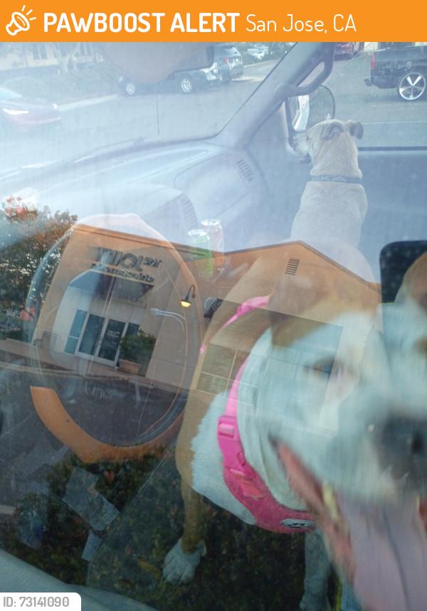 Found/Stray Female Dog last seen Lafayette St Santa Clara ca, San Jose, CA 95002