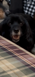 Lost Male Dog last seen 27th & 41st in Rodesco, Puyallup, WA 98374