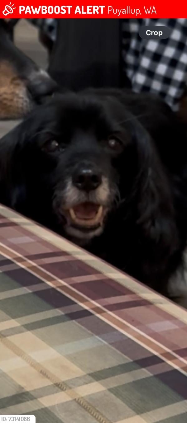 Lost Male Dog last seen 27th & 41st in Rodesco, Puyallup, WA 98374