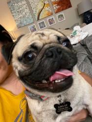 Reunited Male Dog last seen Near Avenida Del Luna Ave, Las Vegas, NV 89119, Las Vegas, NV 89119