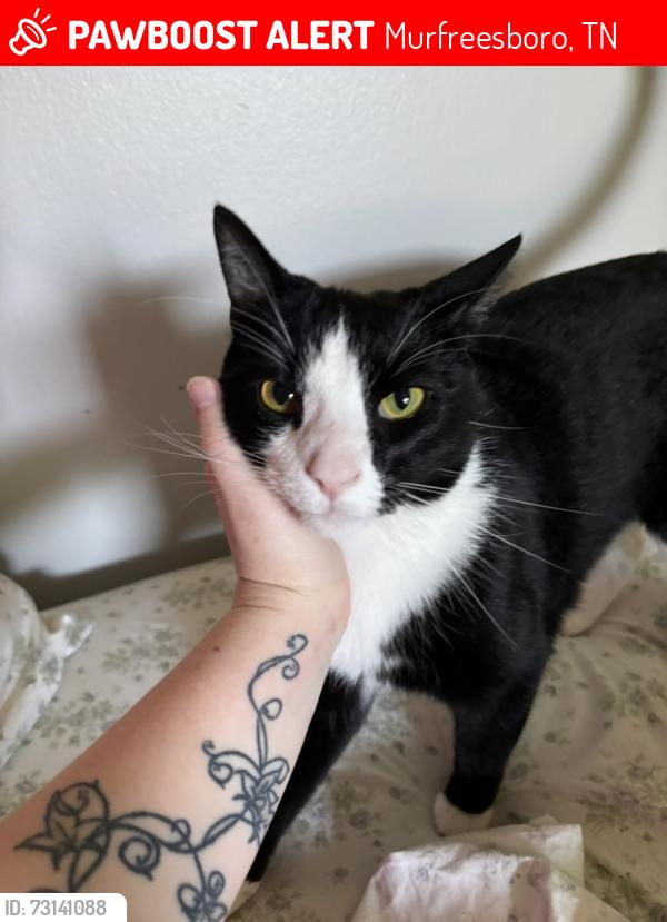 Lost Male Cat last seen Bethel Church, Murfreesboro, TN 37129