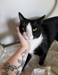Lost Male Cat last seen Bethel Church, Murfreesboro, TN 37129