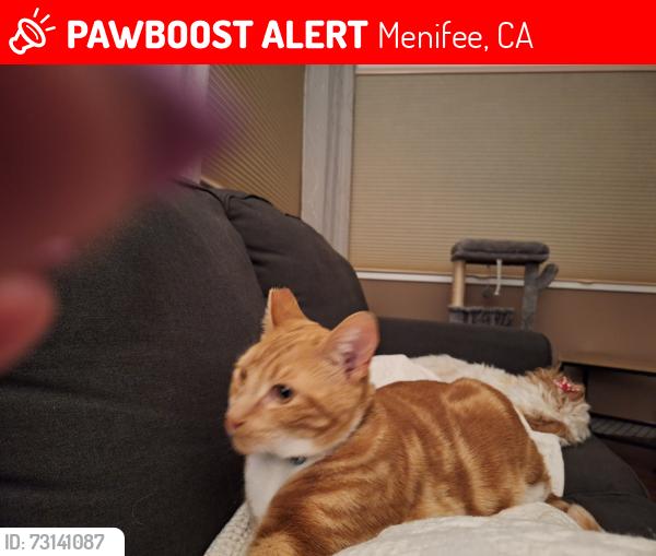 Lost Male Cat last seen Pebble Beach Dr. and MCCall Blvd., Menifee, CA 92586