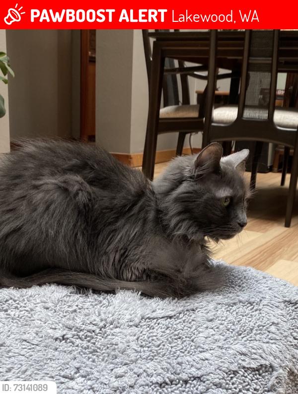 Lost Female Cat last seen 114th and Farwest Dr SW, Lakewood, WA 98498