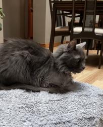 Lost Female Cat last seen 114th and Farwest Dr SW, Lakewood, WA 98498