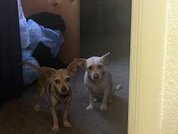 Reunited Male Dog last seen 47th Ave., Glendale, Glendale, AZ 85051