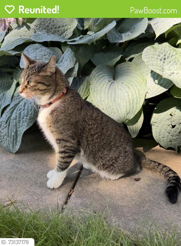 Reunited Male Cat last seen Near Bryant Ave S Minneapolis, Minneapolis, MN 55419