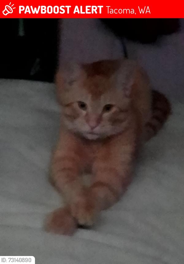 Lost Male Cat last seen 128th, Tacoma, WA 98446