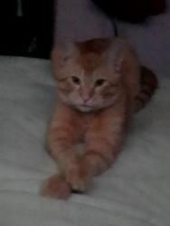 Lost Male Cat last seen 128th, Tacoma, WA 98446