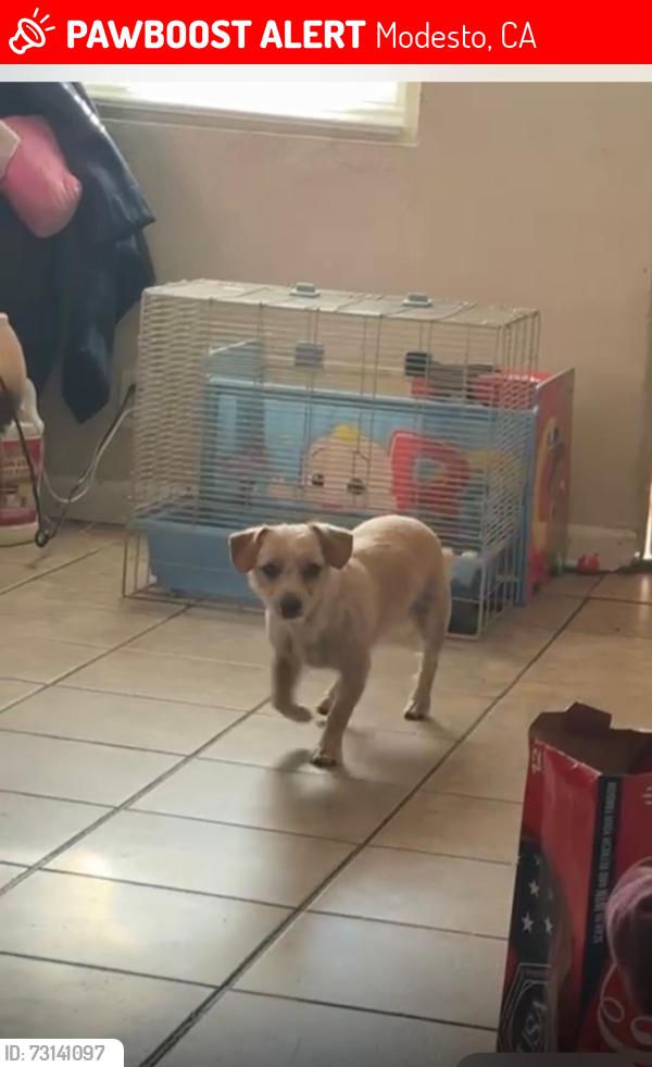 Lost Male Dog last seen Near dallas st modesto ca, Modesto, CA 95358