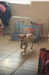 Lost Male Dog last seen Near dallas st modesto ca, Modesto, CA 95358