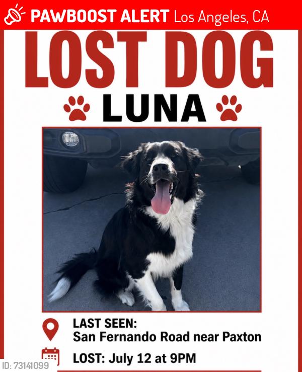 Lost Female Dog last seen Paxton, Los Angeles, CA 91331