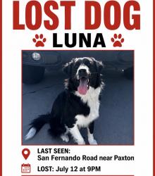 Lost Female Dog last seen Paxton, Los Angeles, CA 91331