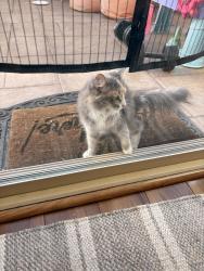 Found/Stray Unknown Cat last seen Panana Street, Makakilo, Makakilo, HI 96707