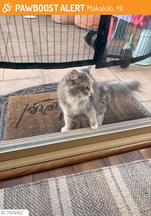 Found/Stray Unknown Cat last seen Panana Street, Makakilo, Makakilo, HI 96707