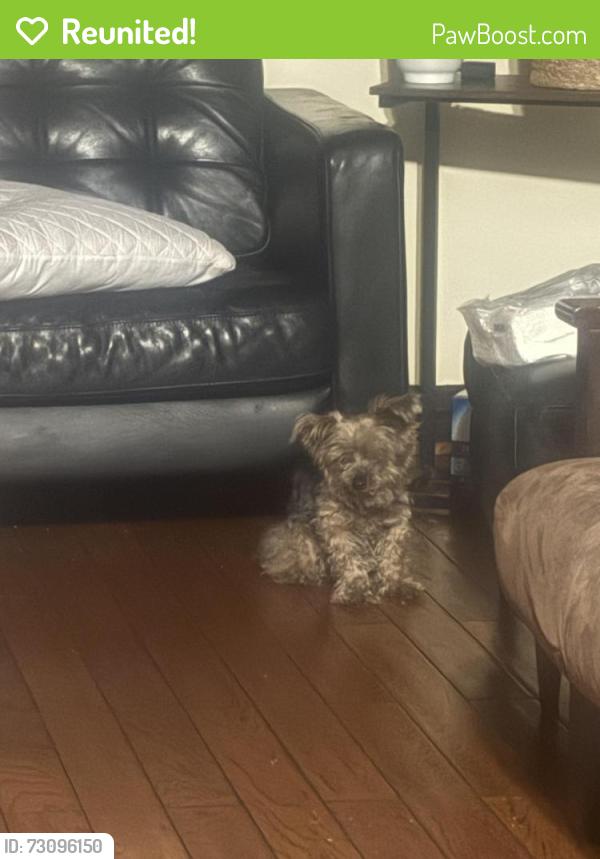 Reunited Male Dog last seen Avenue 63, Los Angeles, CA 90042