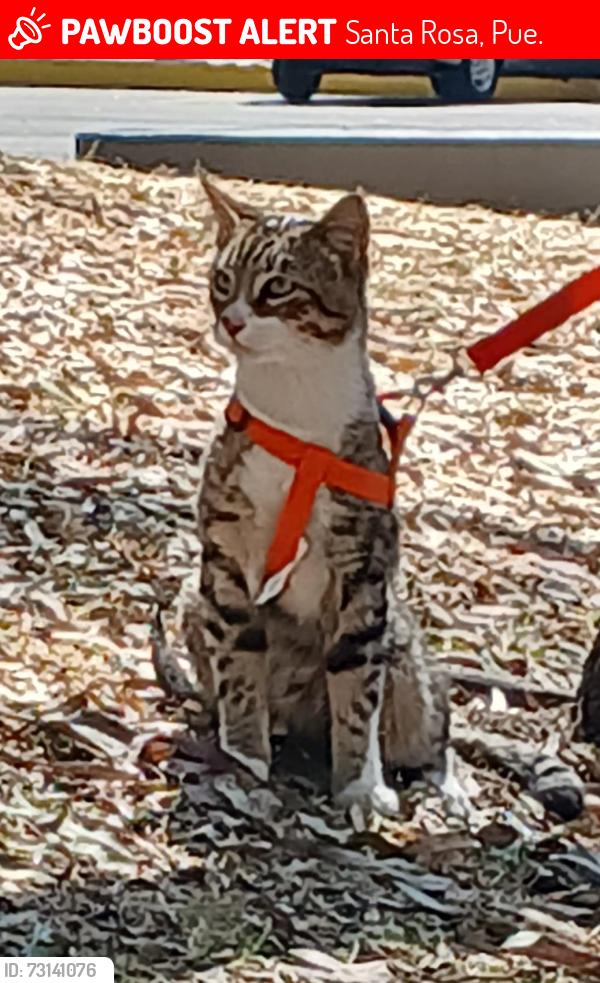Lost Male Cat last seen santa rosa tecamachalco, Santa Rosa, Pue. 75496