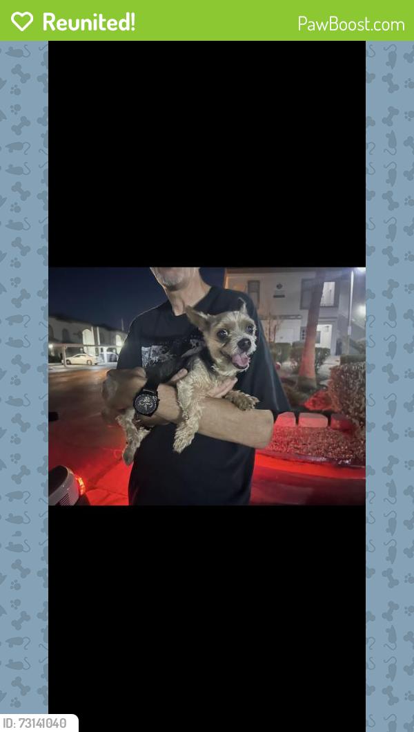 Reunited Female Dog last seen Near N Soft Breezes Dr, Las Vegas, NV 89128, USA, Las Vegas, NV 89128