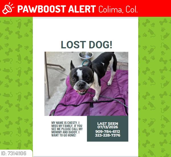 Lost Male Dog last seen Waverly Glen, Colima, Col. 