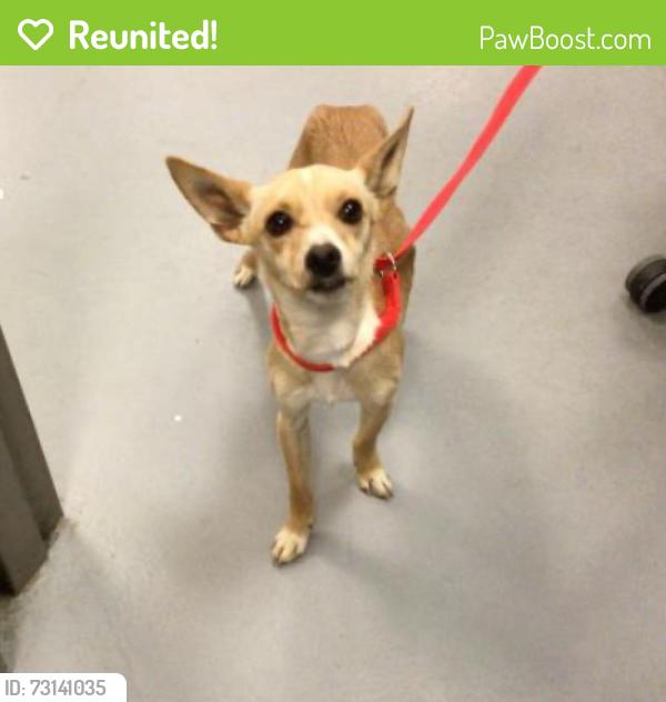 Reunited Female Dog last seen Woodland and meridian drive Hemet, Hemet, CA 92544