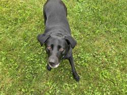Reunited Female Dog last seen Orchard Grove Park on 2835 S Wagner, Unit 118, across the street from the office, Ann Arbor, MI 48103