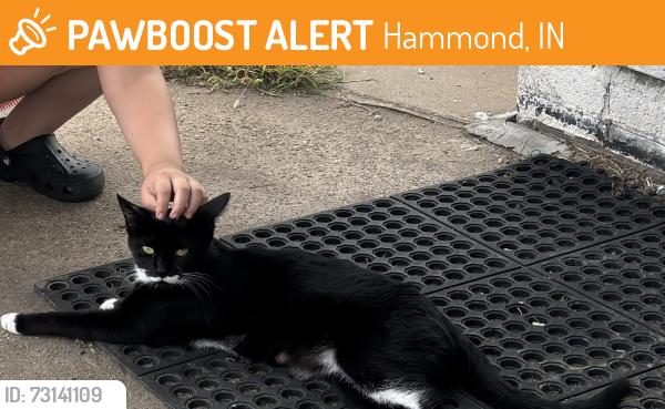 Found/Stray Unknown Cat last seen 173rd Kennedy, Hammond, IN 46324