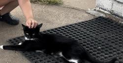 Found/Stray Unknown Cat last seen 173rd Kennedy, Hammond, IN 46324