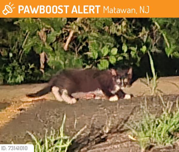 Found/Stray Unknown Cat last seen nearest cross st is Rabbit Ln, Matawan, NJ 07747