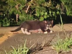 Found/Stray Unknown Cat last seen nearest cross st is Rabbit Ln, Matawan, NJ 07747