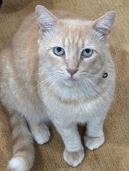 Reunited Male Cat last seen 3rd and Montana, Santa Monica, CA 90403