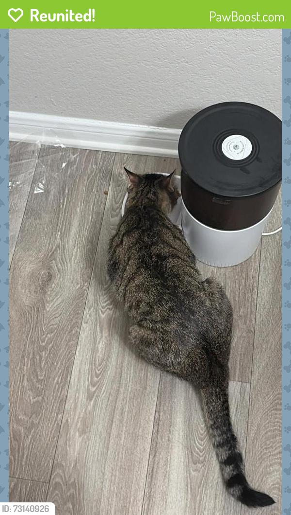 Reunited Male Cat last seen The Ridge on 161 apmts, Irving, TX 75038