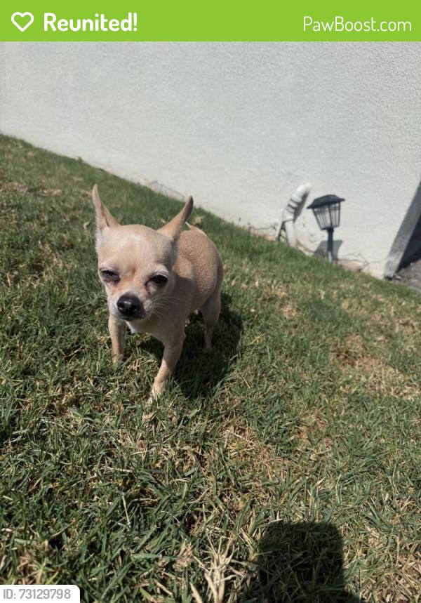 Reunited Female Dog last seen 125th and Harvard, West Athens, CA 90047
