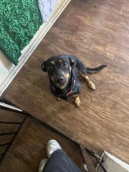 Reunited Female Dog last seen on 90th street between Central and Hooper, Los Angeles, CA 90002