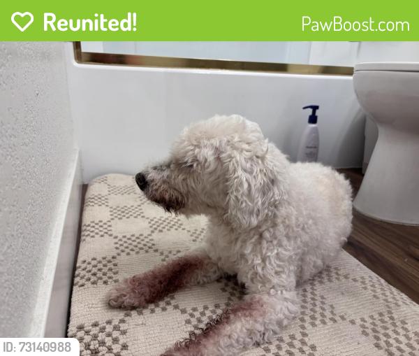 Reunited Male Dog last seen Palmyra ave and South Waverly st, Orange, CA 92866