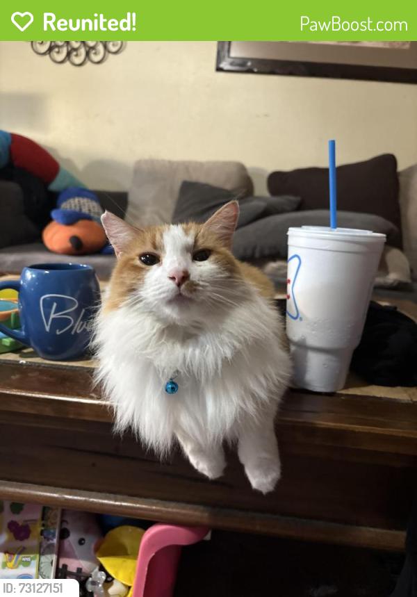Reunited Female Cat last seen Wedgewood, Magnolia, TX 77354