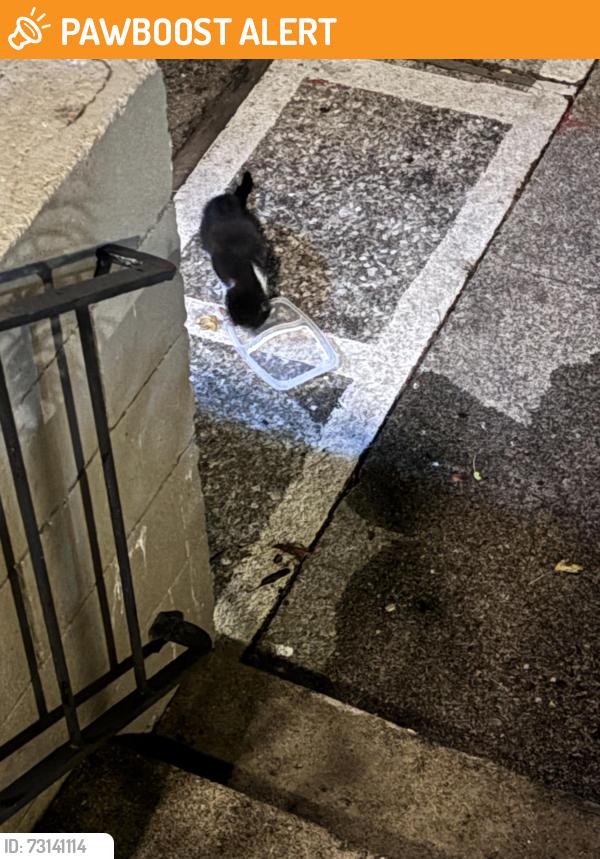 Found/Stray Unknown Cat last seen Peninsula Pines apmts, South San Francisco, CA 94080