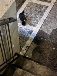 Found/Stray Unknown Cat last seen Peninsula Pines apmts, South San Francisco, CA 94080