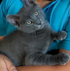 Lost Male Cat last seen Lily st, Fairfield, CA 94533