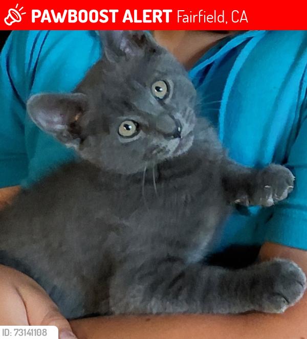 Lost Male Cat last seen Lily st, Fairfield, CA 94533