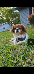 Lost Male Dog last seen Bouldercrest, Ellenwood, GA 30294