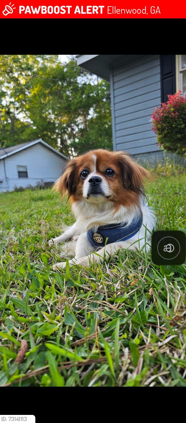 Lost Male Dog last seen Bouldercrest, Ellenwood, GA 30294
