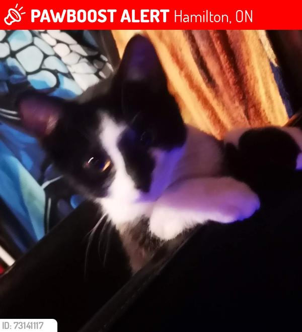 Lost Male Cat last seen West 28th and bendemere, Hamilton, ON 