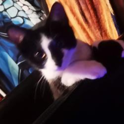 Lost Male Cat last seen West 28th and bendemere, Hamilton, ON 
