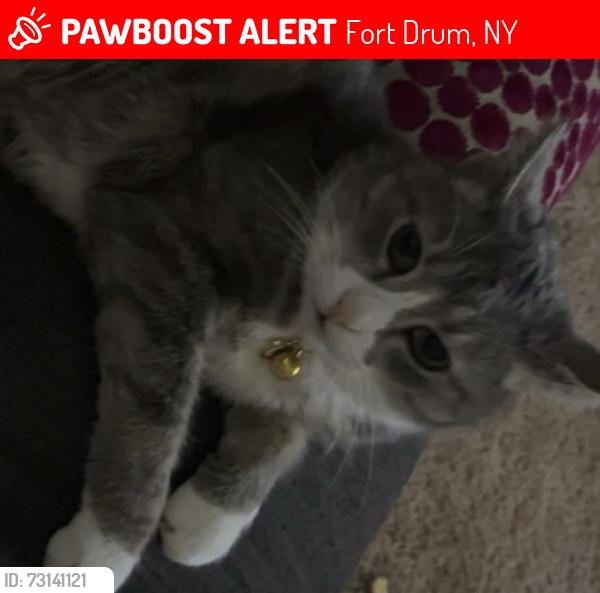 Lost Female Cat last seen Lewis Ave, Fort Drum, NY 13603